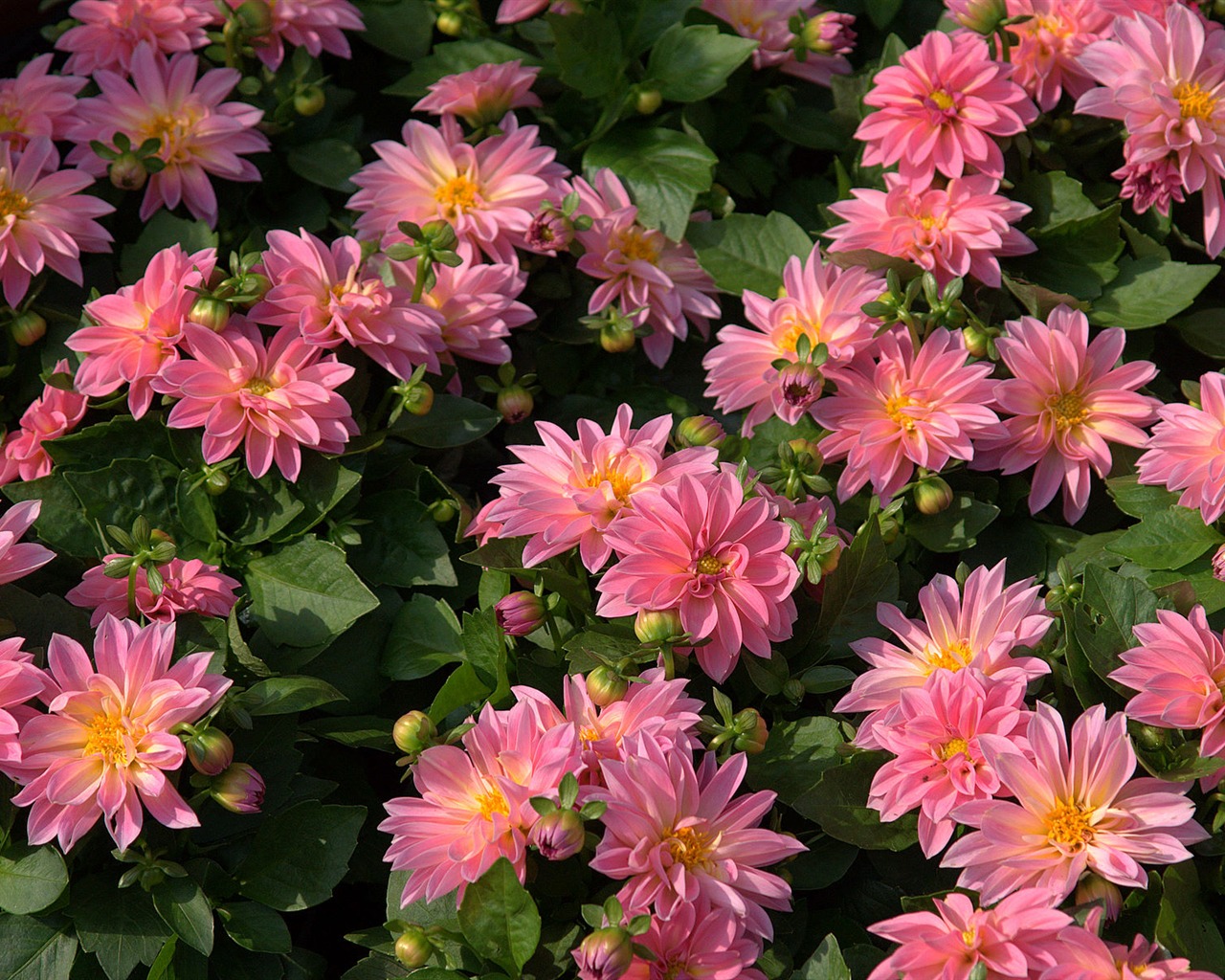 fleurs fond d'écran Widescreen close-up (15) #17 - 1280x1024