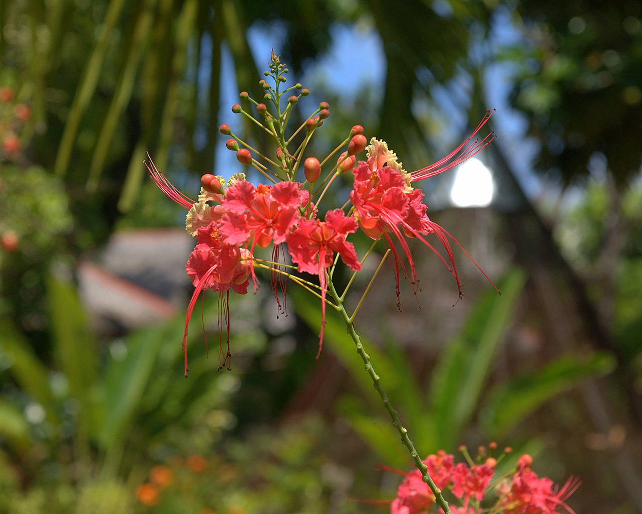 Widescreen wallpaper flowers close-up (15) #18 - 1280x1024