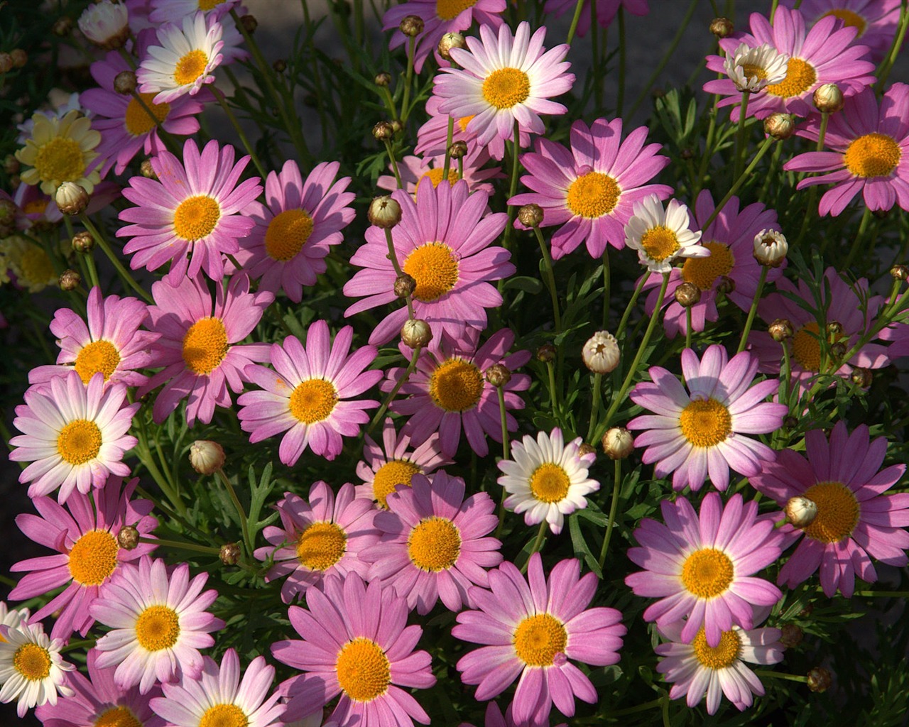 Widescreen wallpaper flowers close-up (16) #2 - 1280x1024