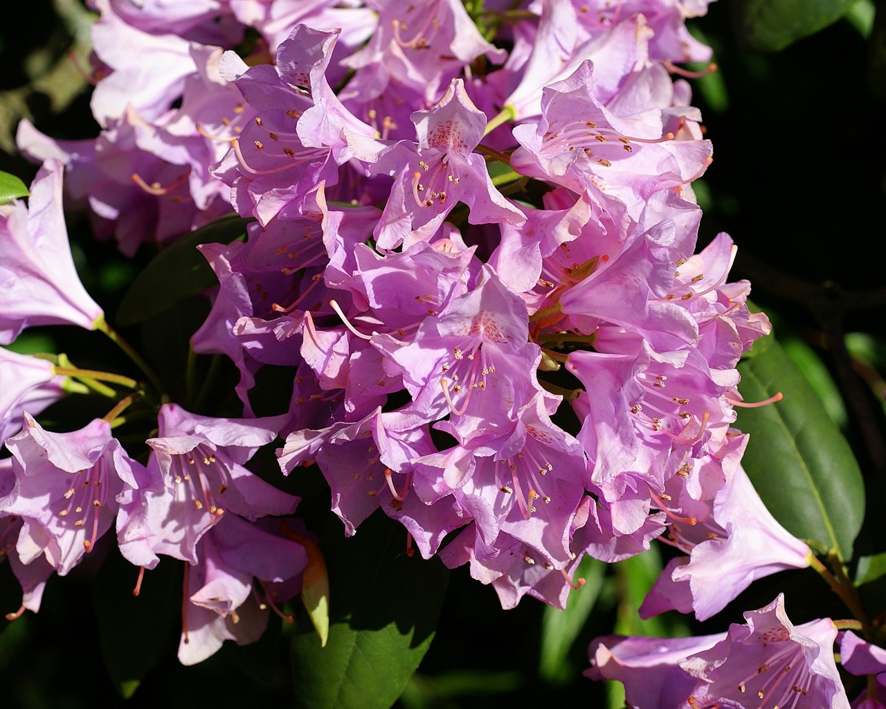 fleurs fond d'écran Widescreen close-up (16) #5 - 1280x1024