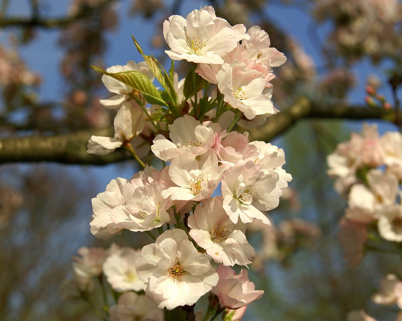 Widescreen wallpaper flowers close-up (16) #10 - 1280x1024