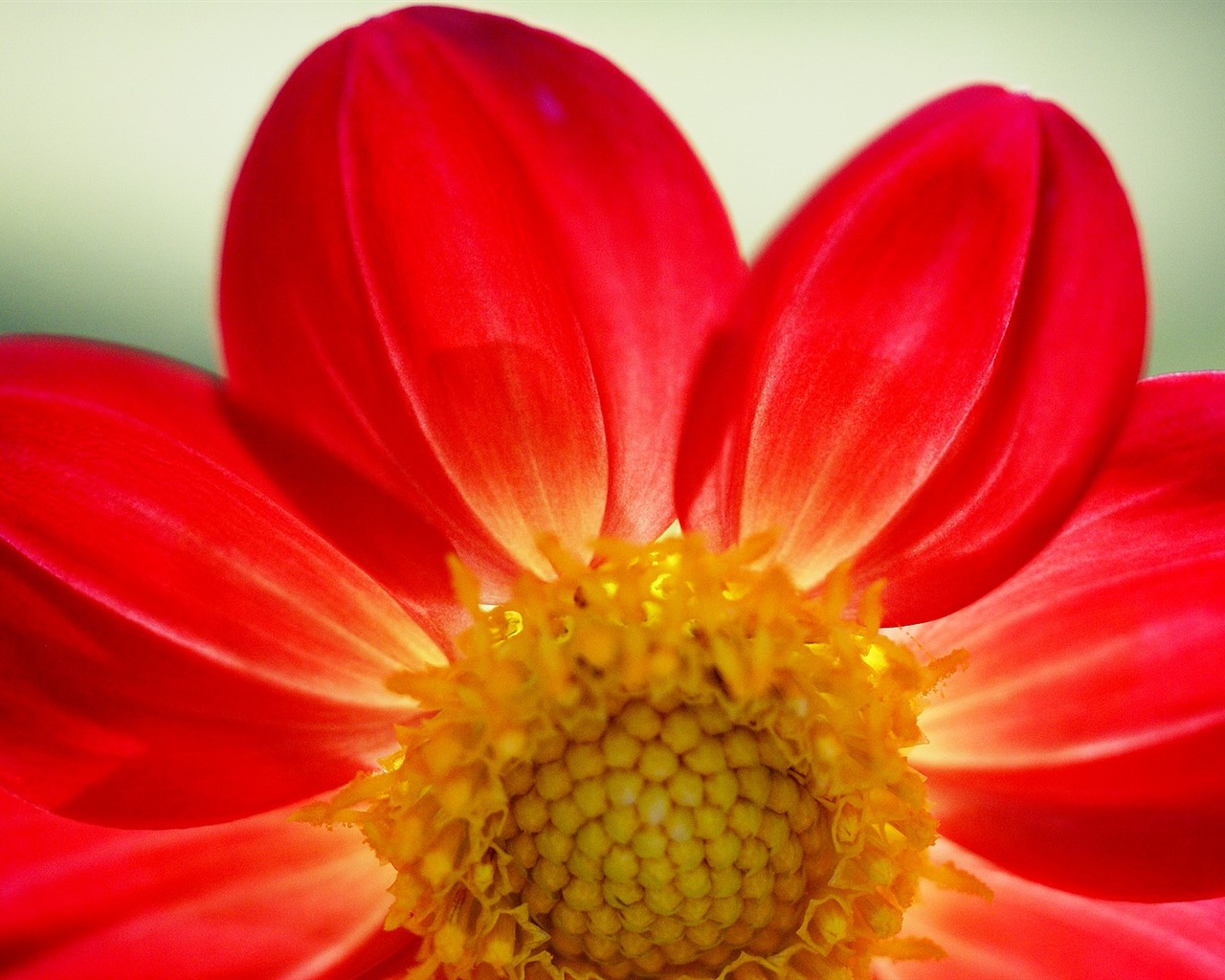 Widescreen wallpaper flowers close-up (16) #13 - 1280x1024