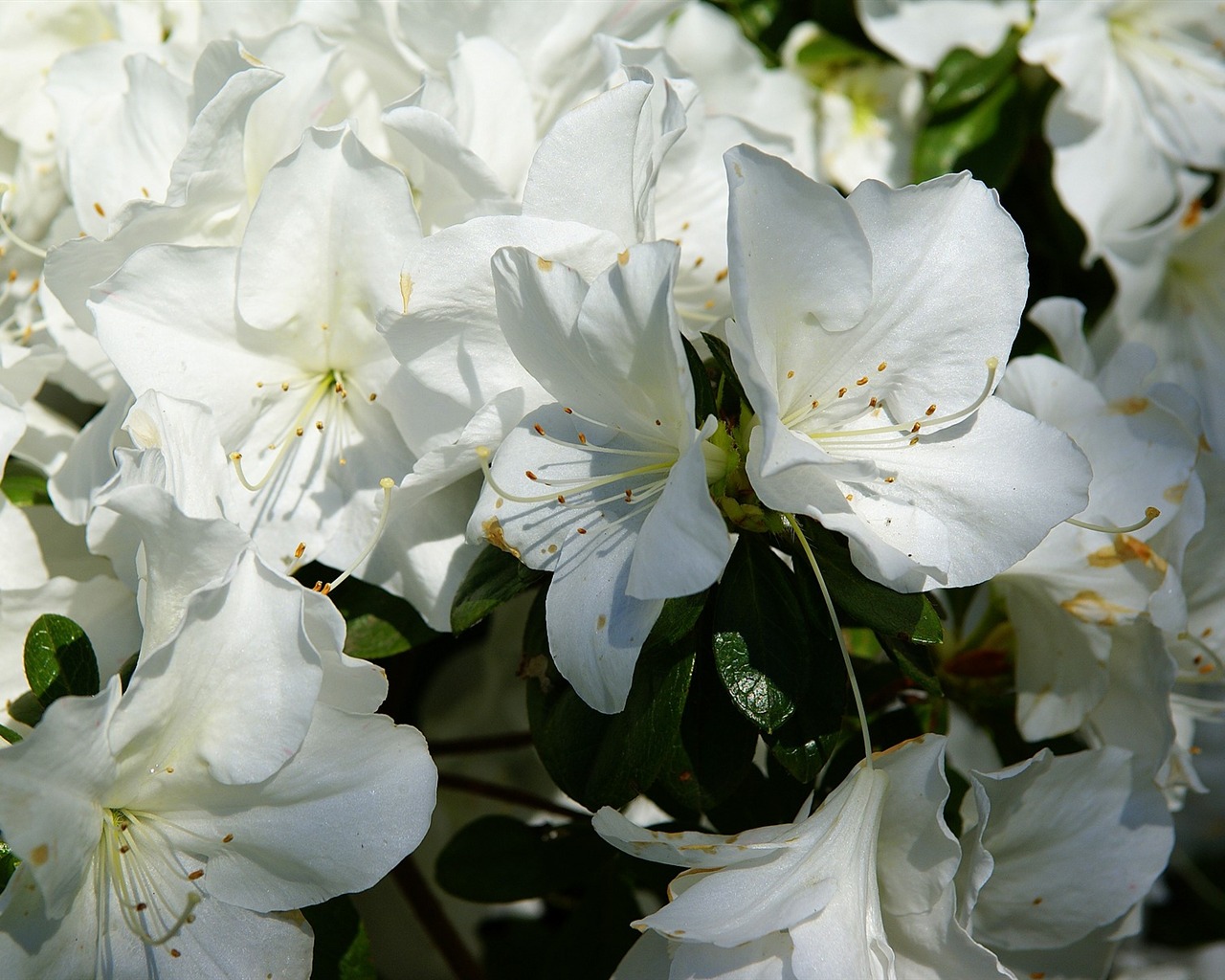fleurs fond d'écran Widescreen close-up (16) #14 - 1280x1024