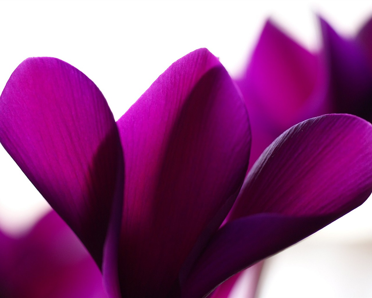 Widescreen wallpaper flowers close-up (16) #15 - 1280x1024