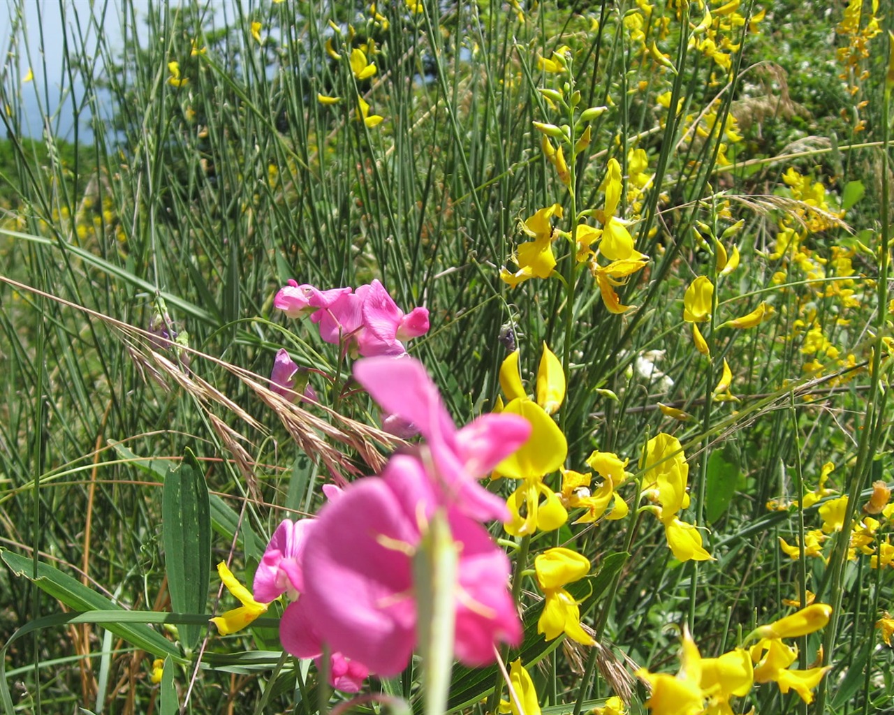 fleurs fond d'écran Widescreen close-up (17) #4 - 1280x1024