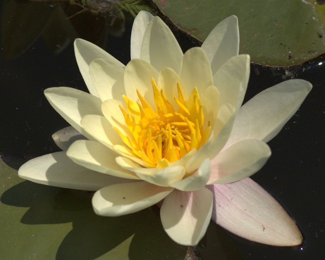 Water Lily 睡蓮 高清壁紙 #3 - 1280x1024