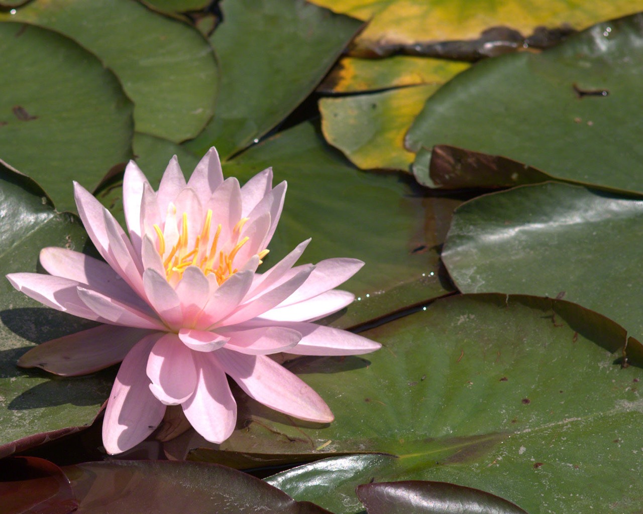 Water Lily 睡蓮 高清壁紙 #4 - 1280x1024