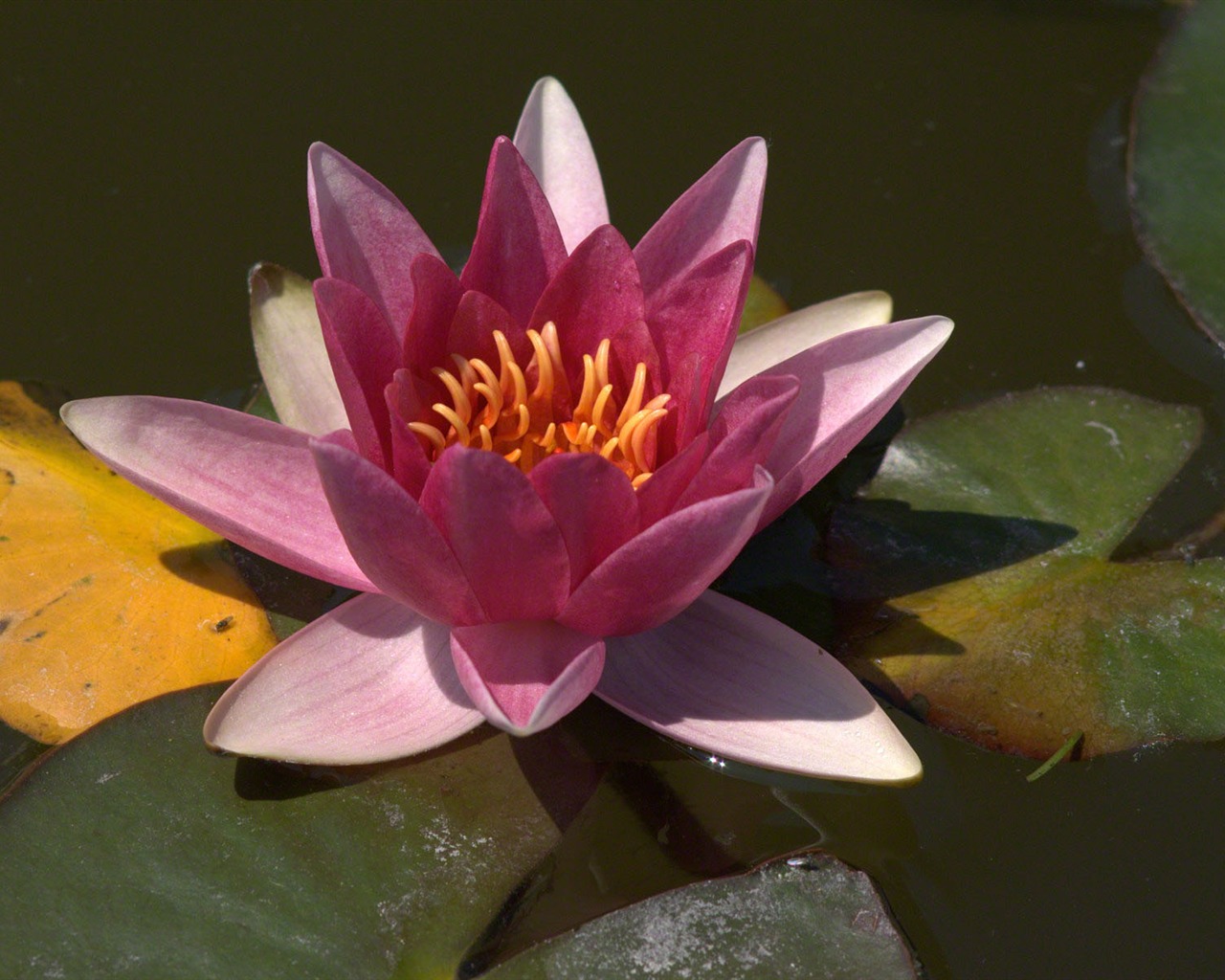 Water Lily HD wallpaper #9 - 1280x1024