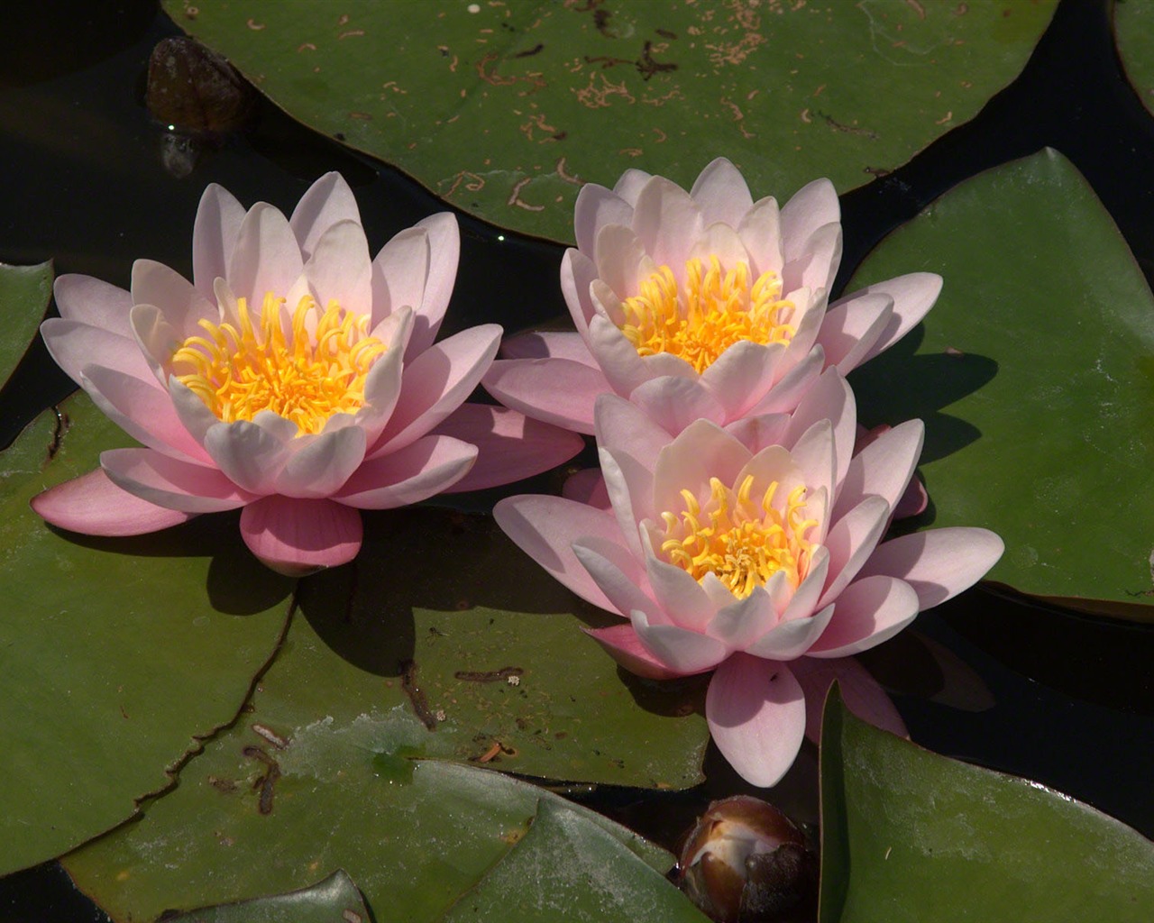 Water Lily 睡蓮 高清壁紙 #14 - 1280x1024