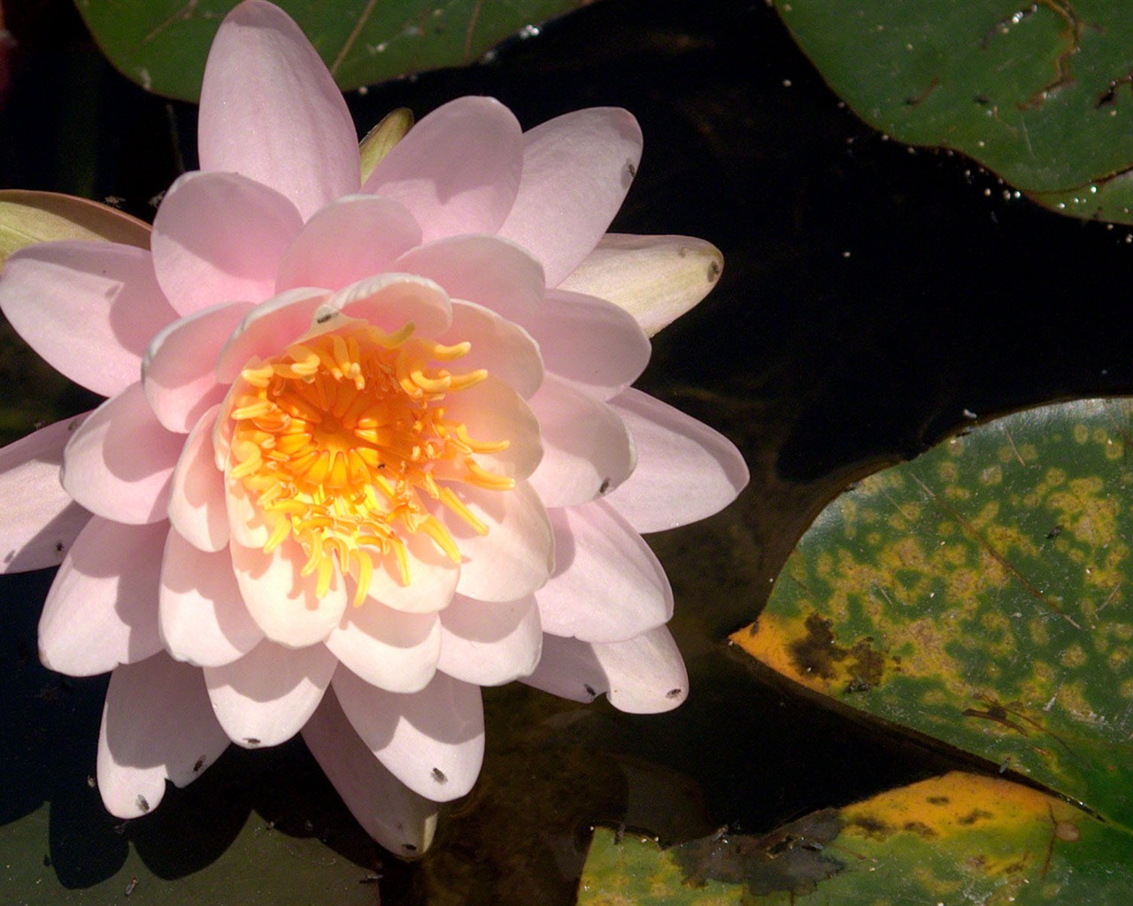 Water Lily 睡蓮 高清壁紙 #18 - 1280x1024