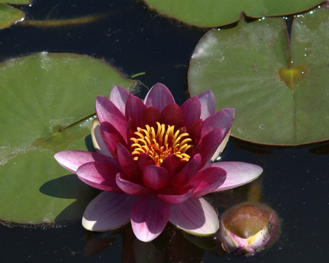 Water Lily wallpaper HD #20 - 1280x1024