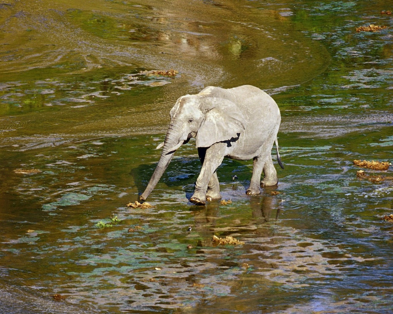 Animal Widescreen Wallpapers Collection (16) #20 - 1280x1024