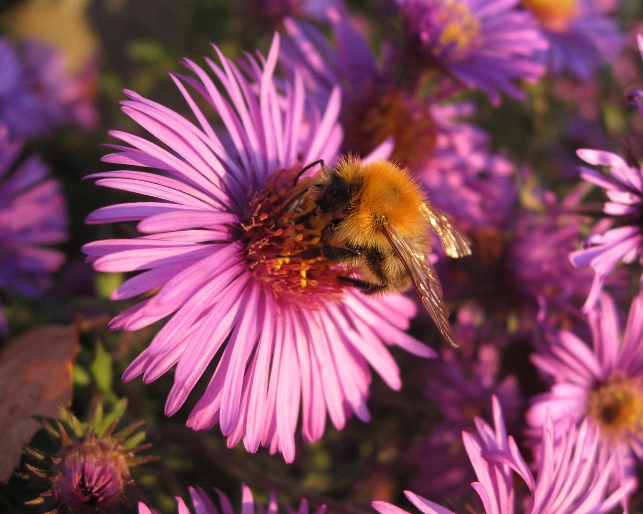 Aster Květiny wallpaper album #1 - 1280x1024
