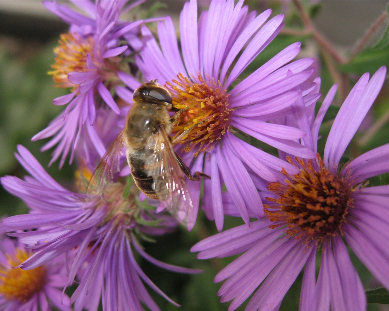 Aster Flowers Tapete Album #2 - 1280x1024