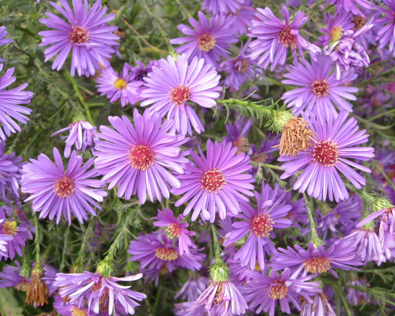 Aster Flores álbum fondo de pantalla #4 - 1280x1024