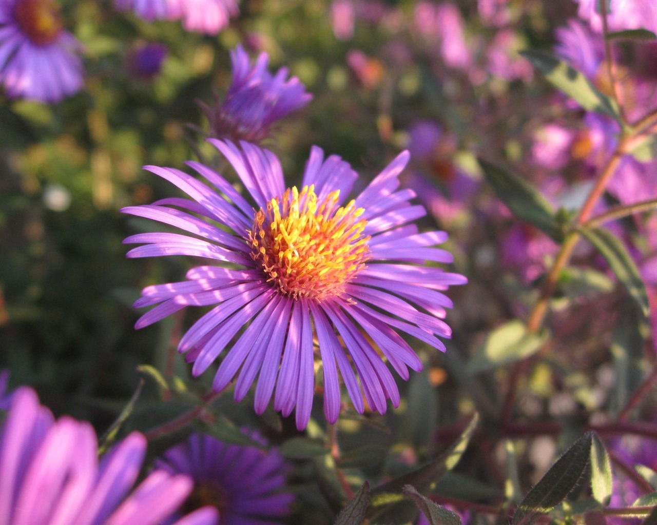 album Aster wallpaper Fleurs #5 - 1280x1024