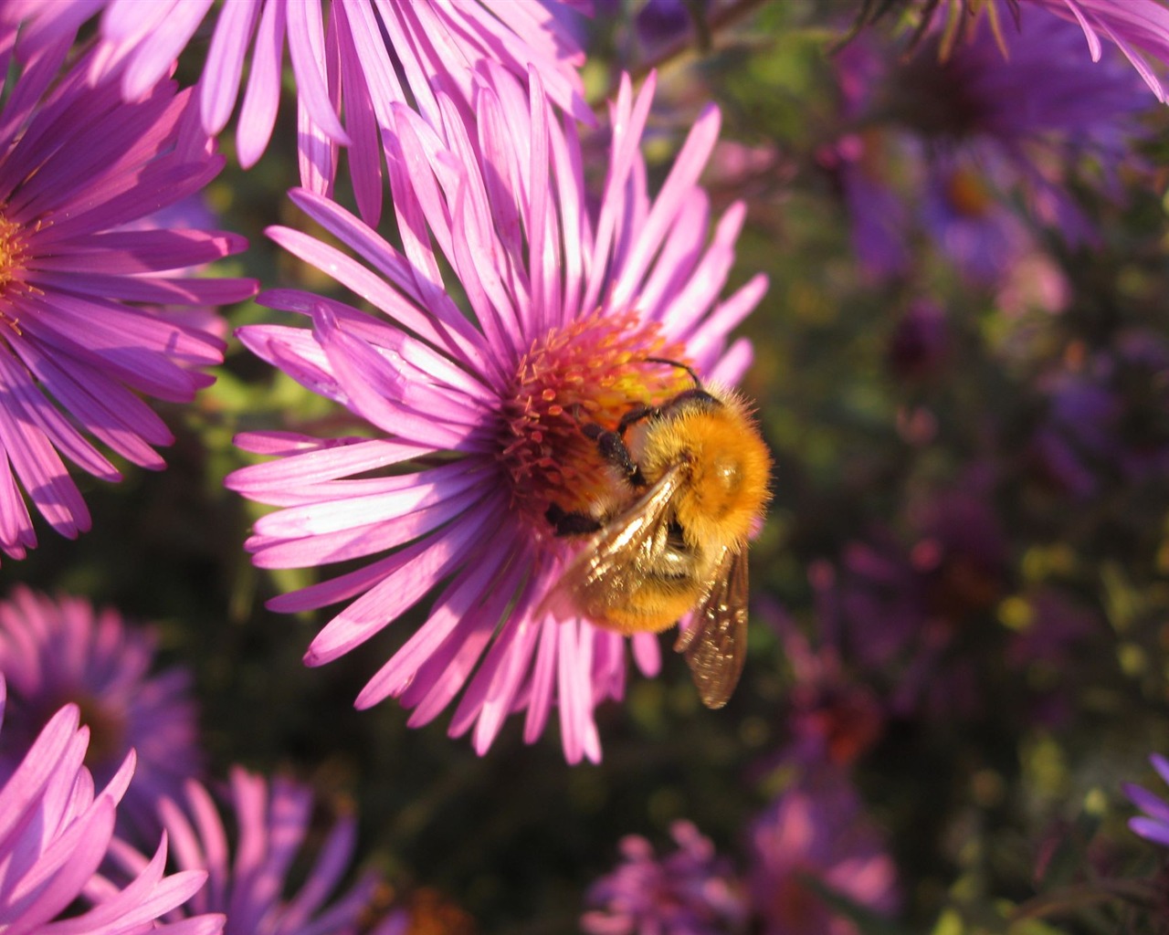 album Aster wallpaper Fleurs #6 - 1280x1024