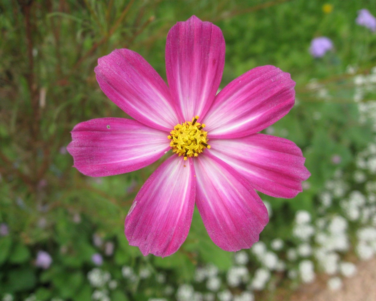Aster Flowers wallpaper album #8 - 1280x1024
