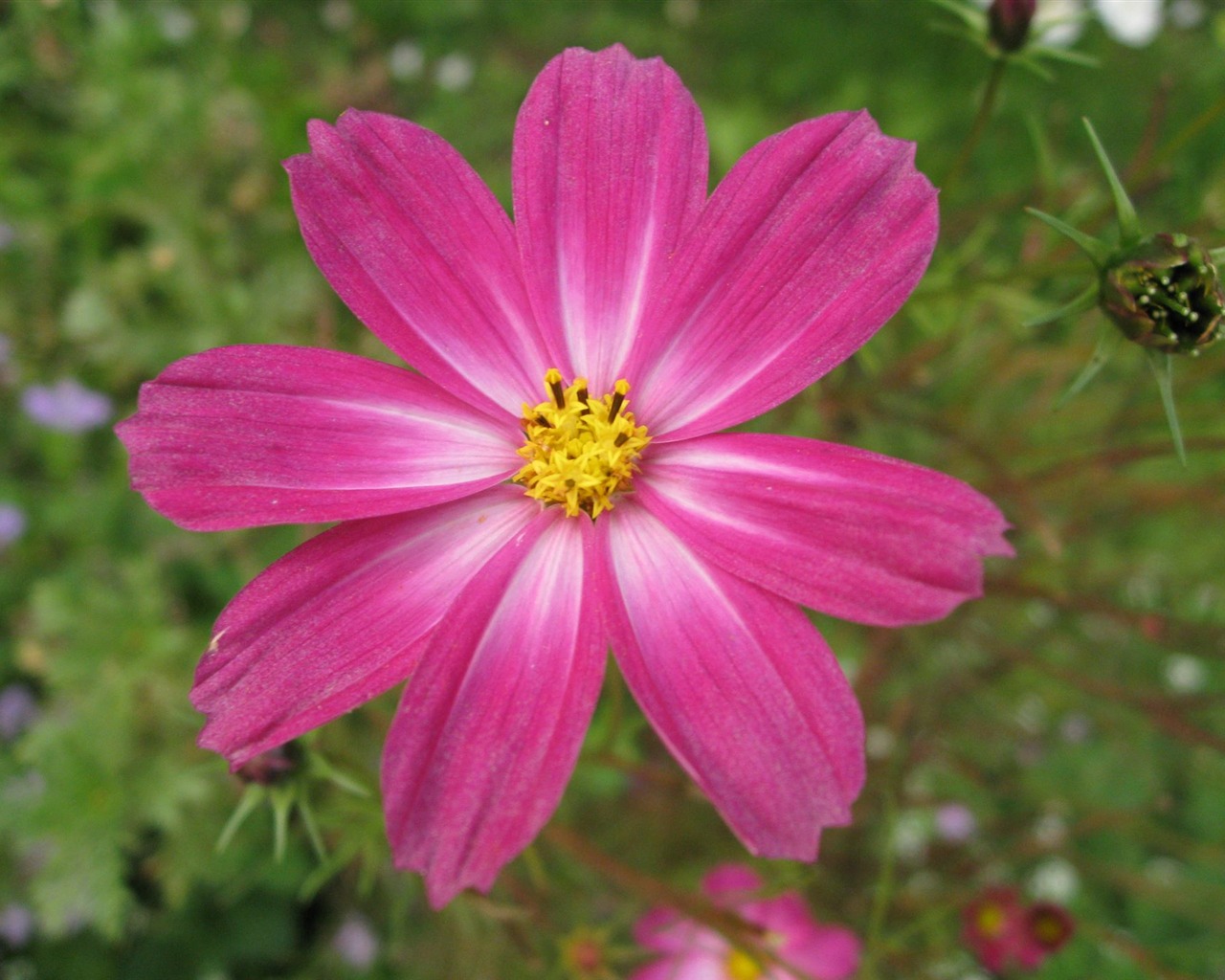 Aster Květiny wallpaper album #9 - 1280x1024
