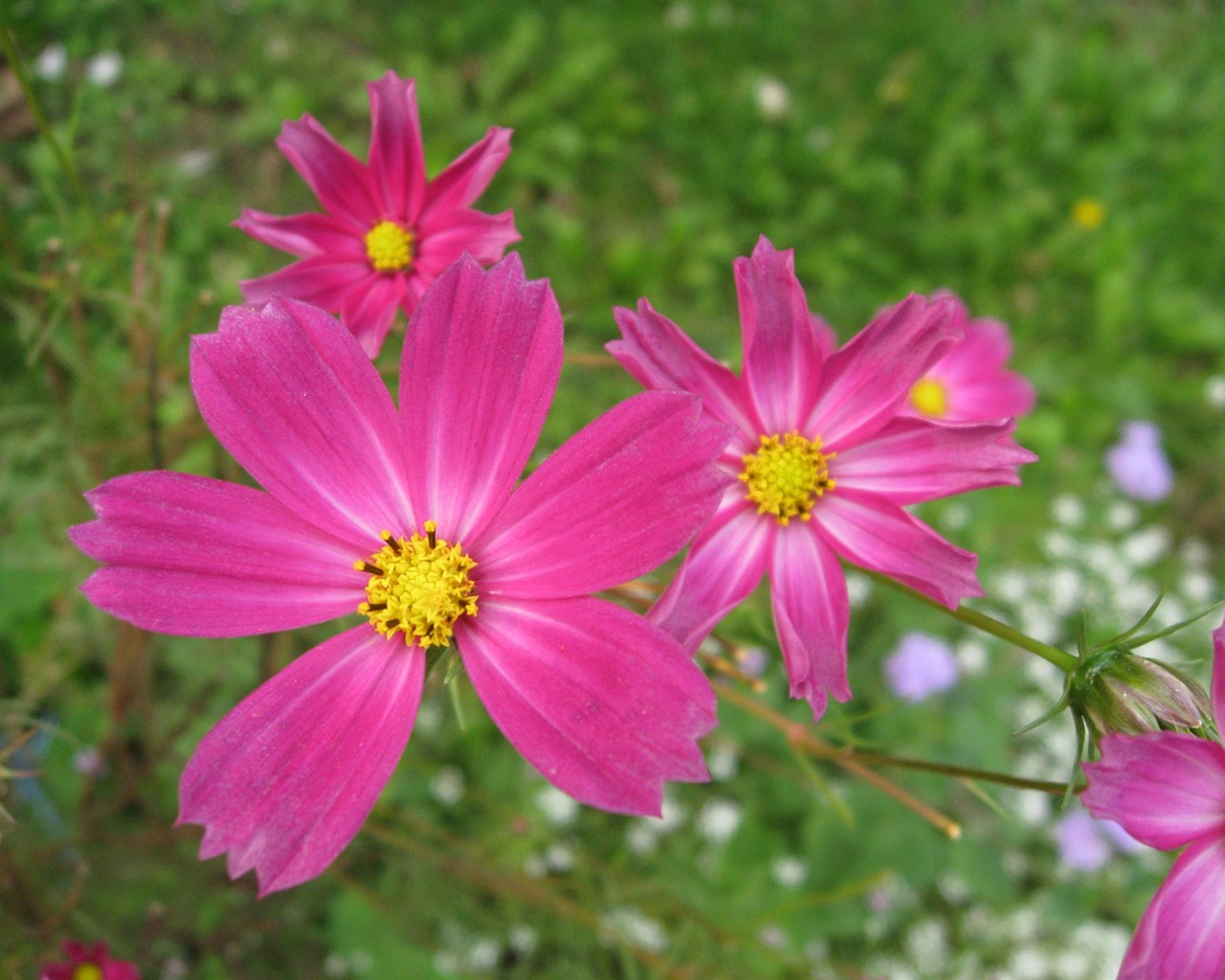 Aster Flowers Tapete Album #10 - 1280x1024