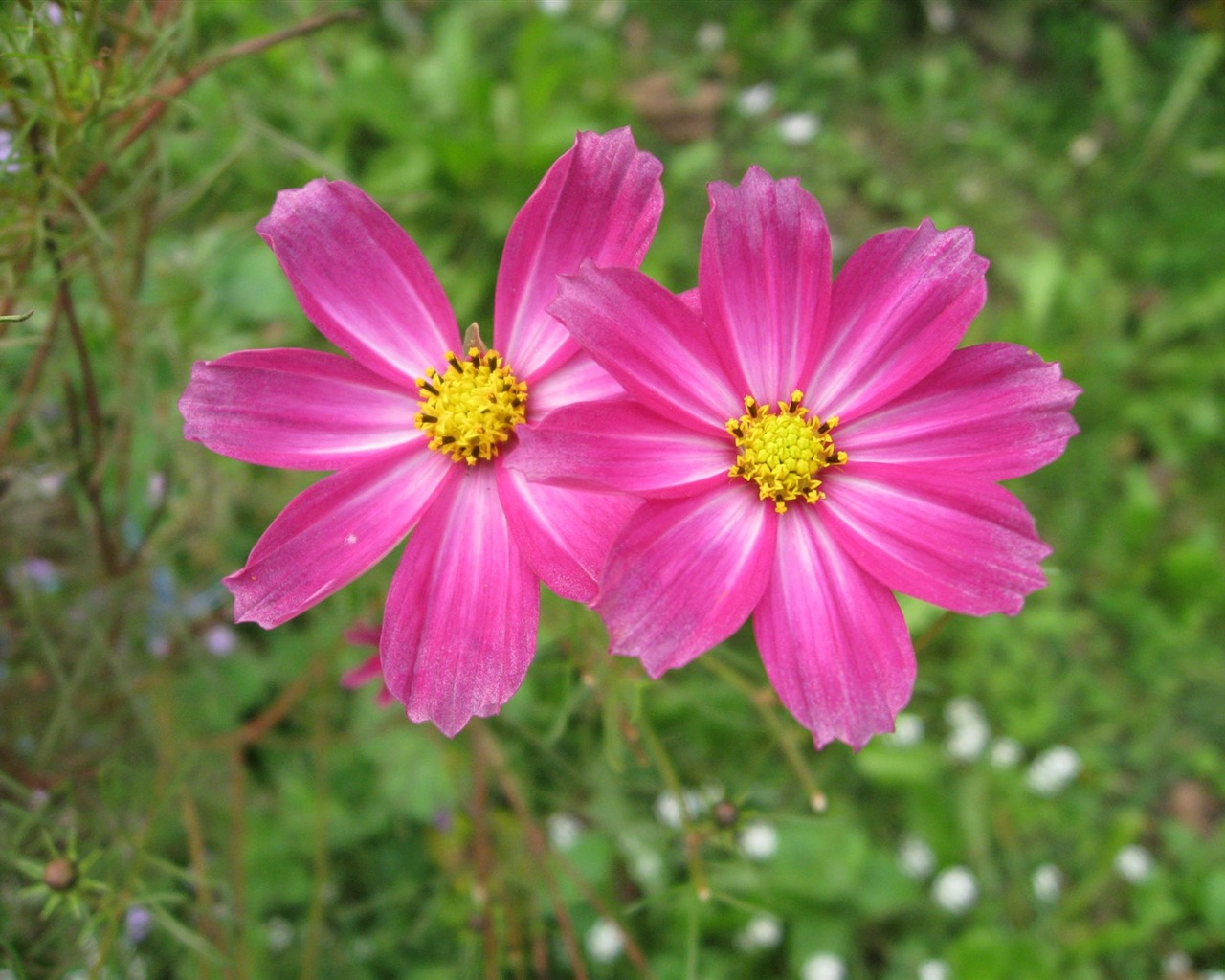 Aster Květiny wallpaper album #11 - 1280x1024
