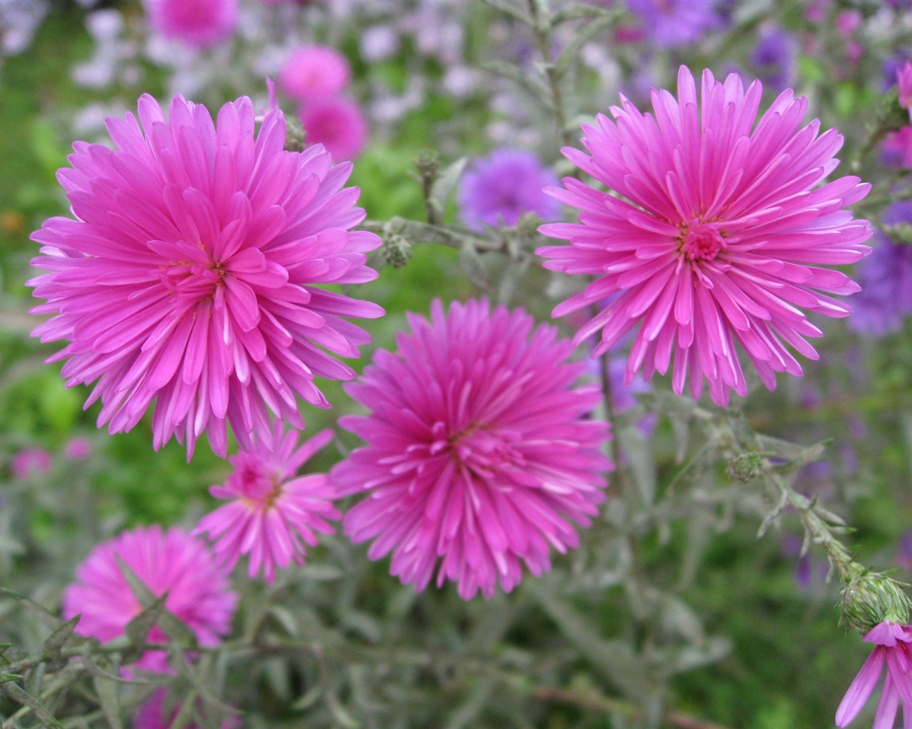 Aster Flowers 紫菀花 壁纸专辑12 - 1280x1024
