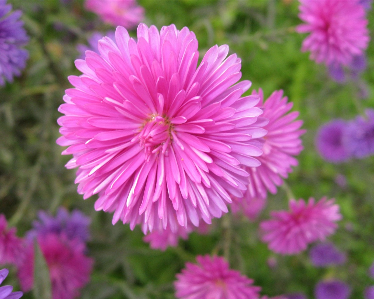 Aster Flowers 紫菀花 壁纸专辑13 - 1280x1024