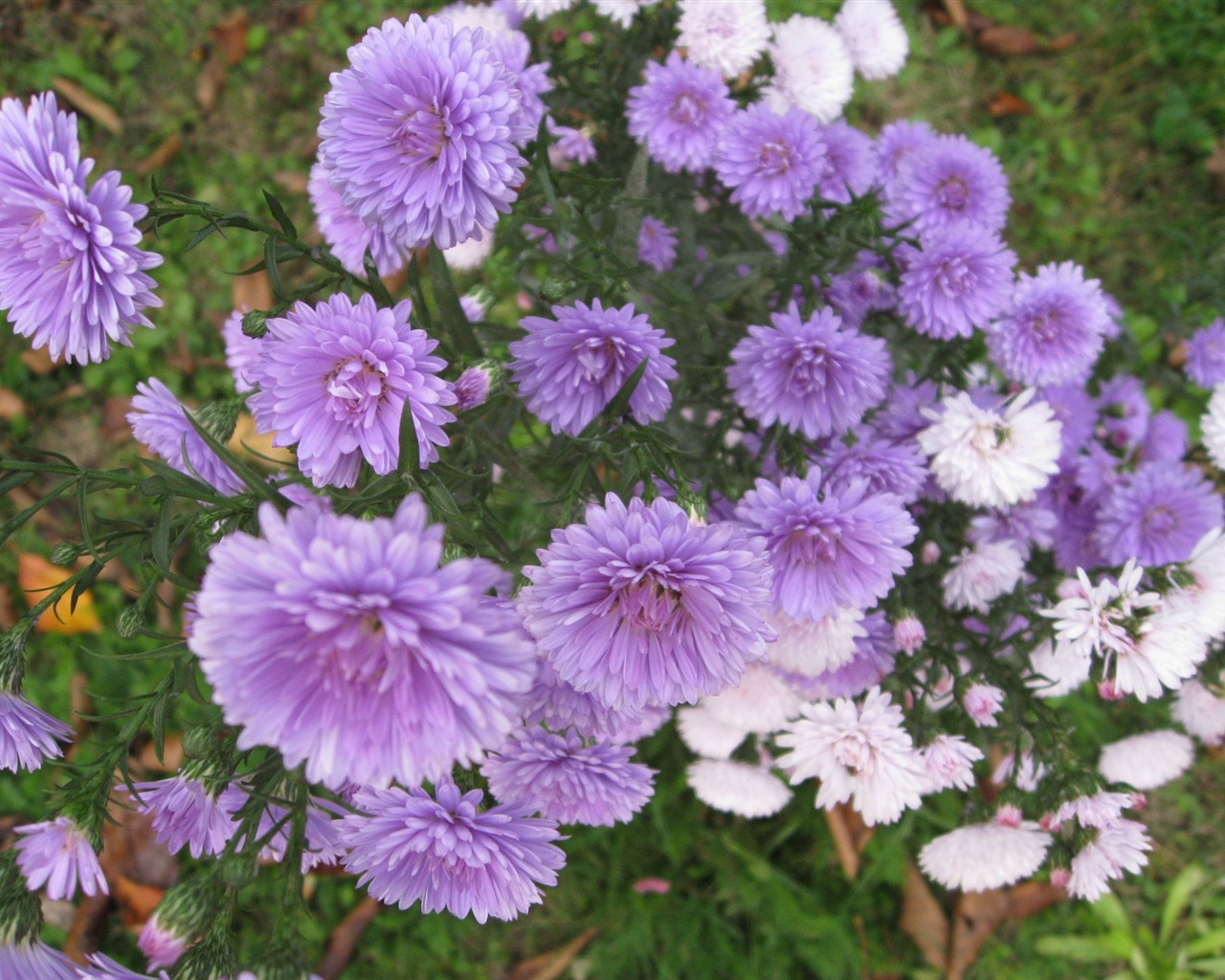 Aster Květiny wallpaper album #14 - 1280x1024