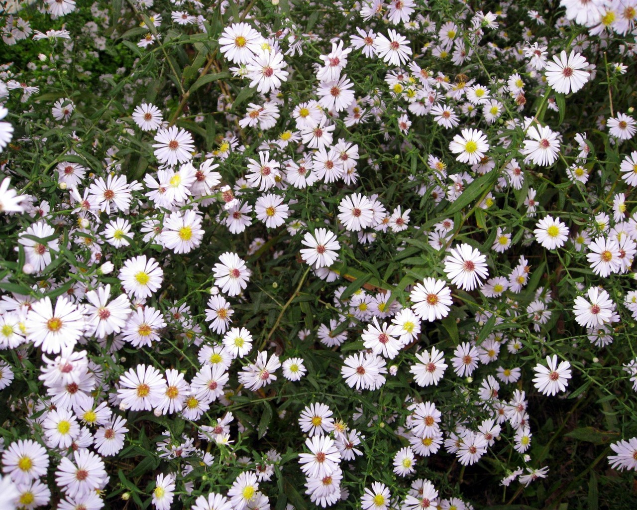 Aster Květiny wallpaper album #15 - 1280x1024