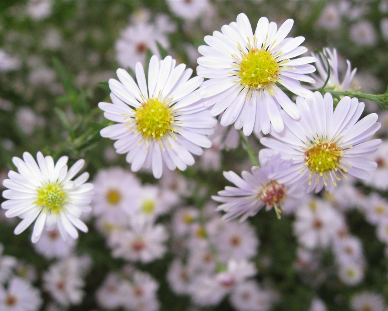 Aster Květiny wallpaper album #16 - 1280x1024
