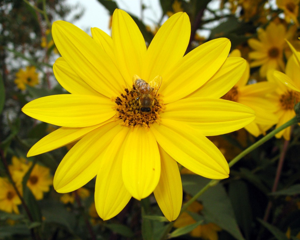 Aster Květiny wallpaper album #17 - 1280x1024