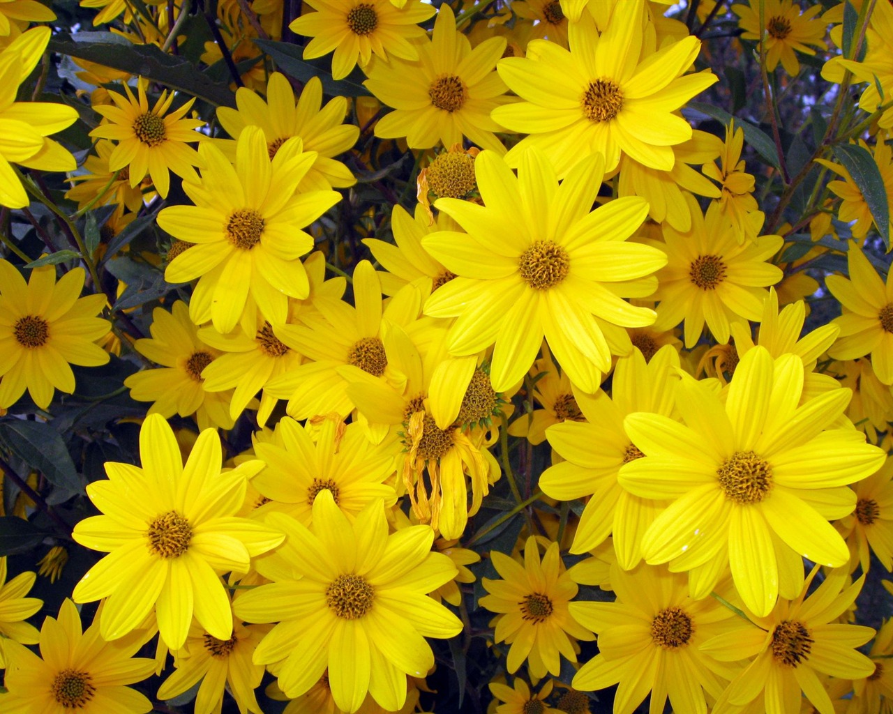 Aster Květiny wallpaper album #18 - 1280x1024