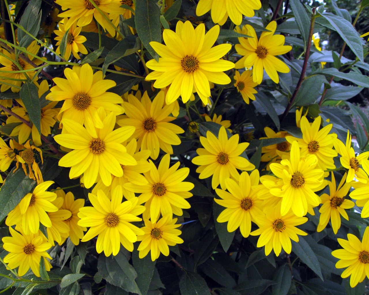 Aster Květiny wallpaper album #19 - 1280x1024