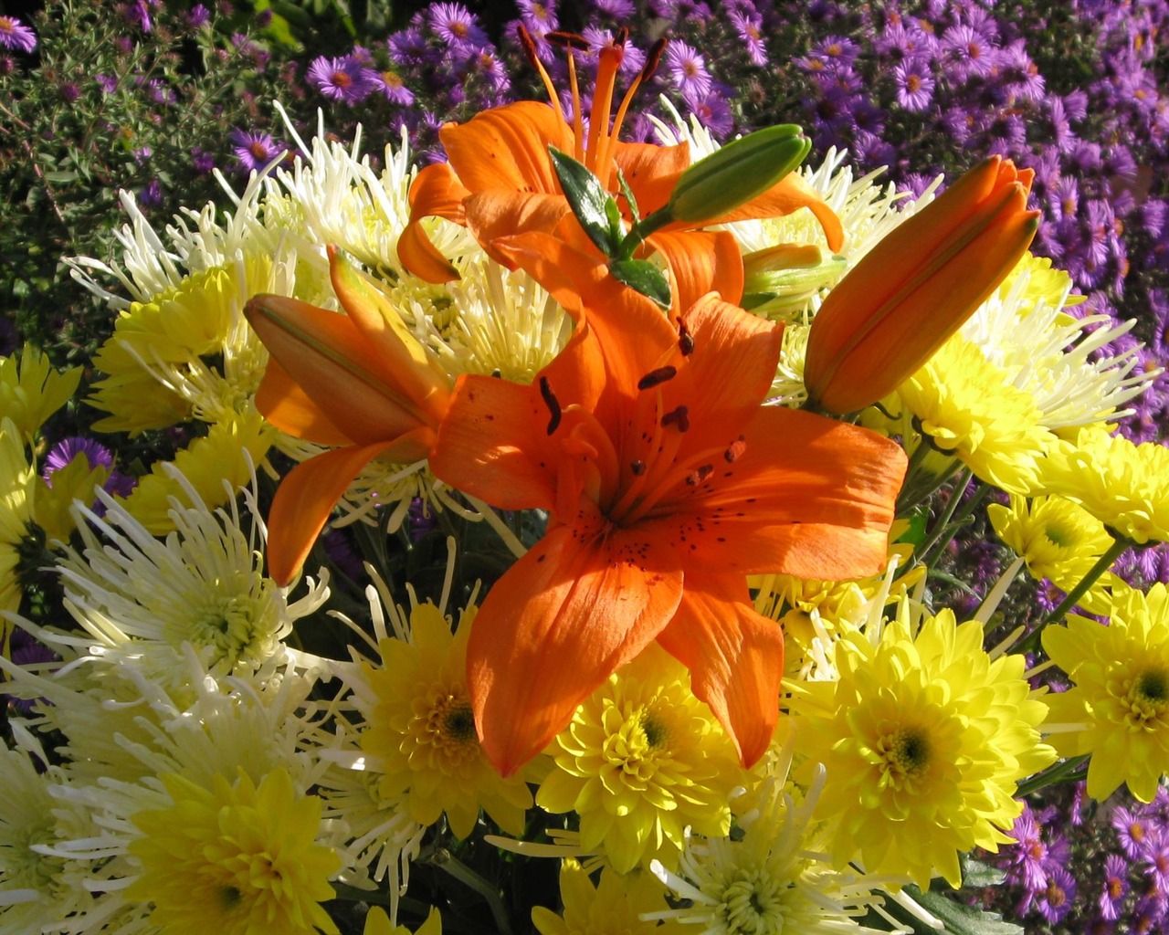 Aster Flowers wallpaper album #20 - 1280x1024