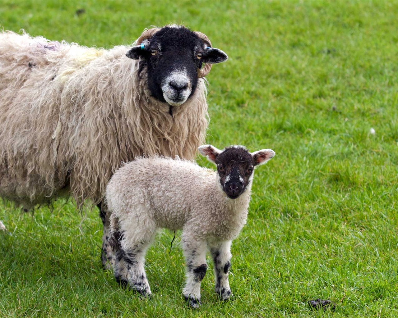 Animal Widescreen Wallpapers Collection (17) #3 - 1280x1024