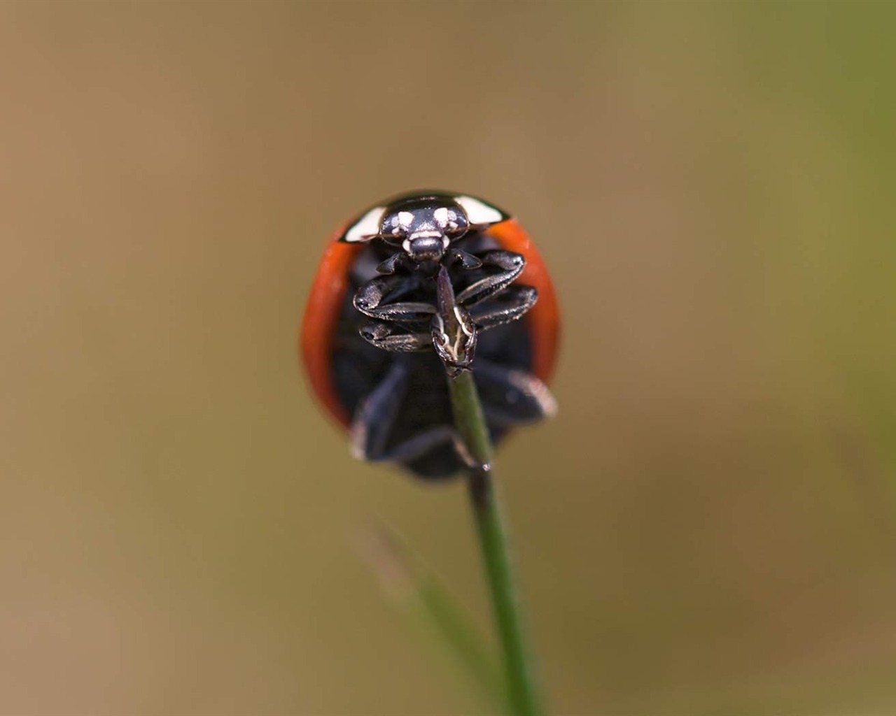 Animal Widescreen Wallpapers Collection (17) #11 - 1280x1024