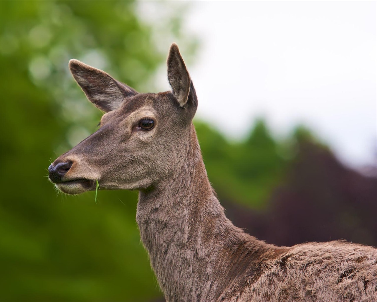 Animal Widescreen Wallpapers Collection (18) #3 - 1280x1024