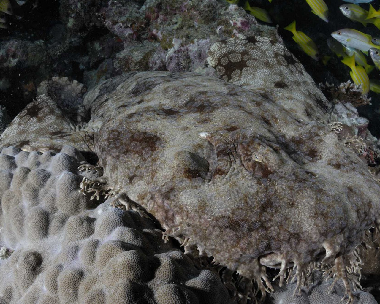 Under the Sea 3D 海底世界3D 高清壁紙 #43 - 1280x1024