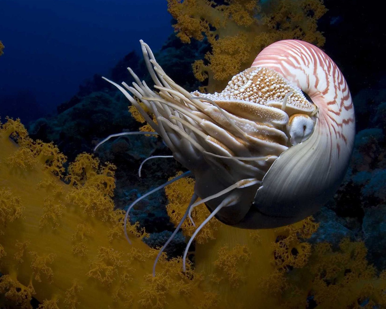Under the Sea 3D 海底世界3D 高清壁紙 #23 - 1280x1024