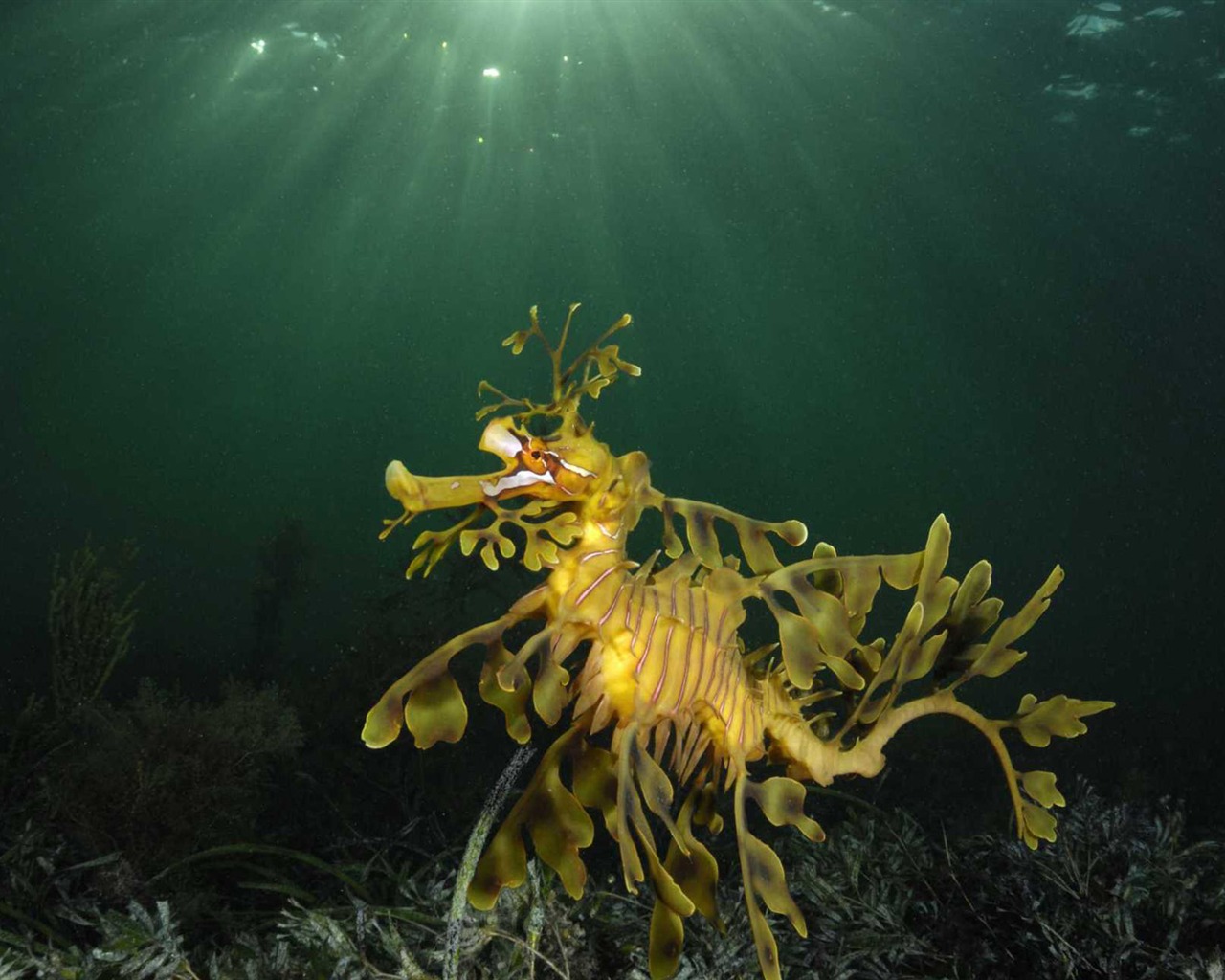 Under the Sea 3D 海底世界3D 高清壁紙 #34 - 1280x1024