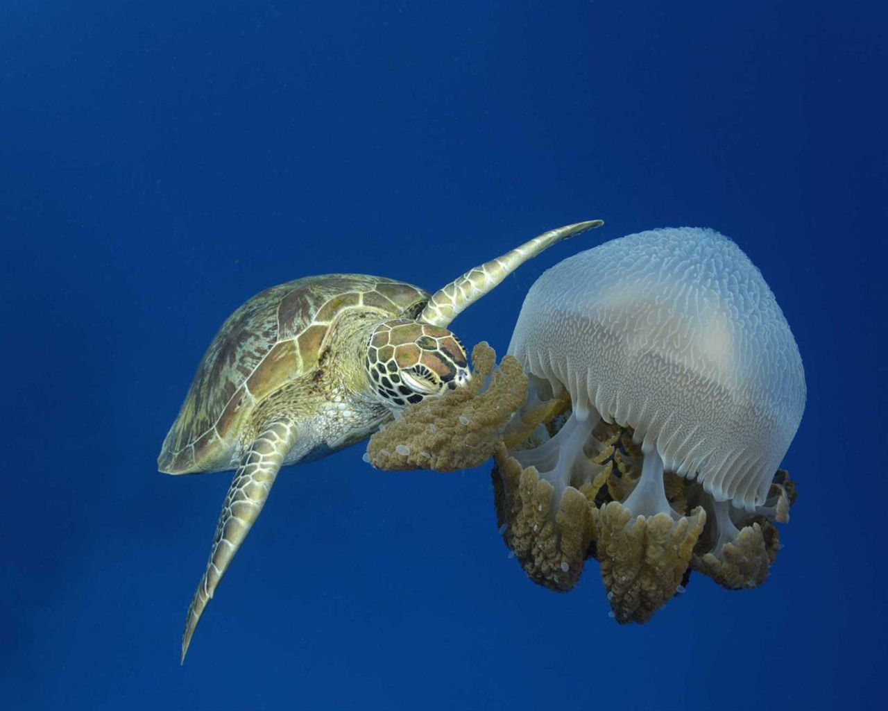Under the Sea 3D HD wallpaper #40 - 1280x1024