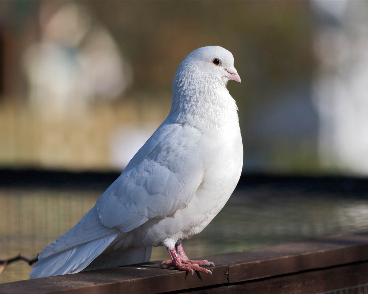 Animal Widescreen Wallpapers Collection (19) #19 - 1280x1024