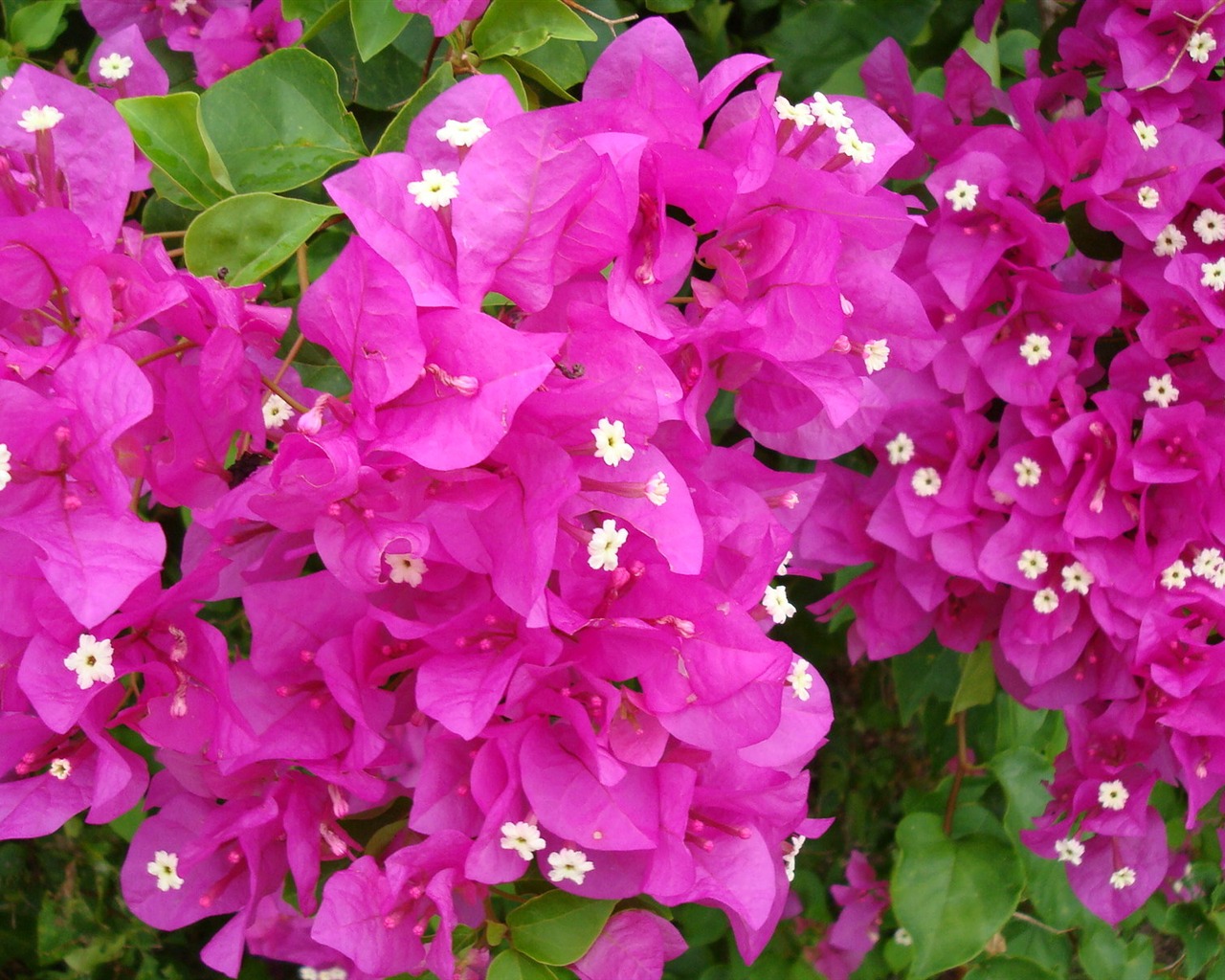 fleurs fond d'écran Widescreen close-up (19) #4 - 1280x1024