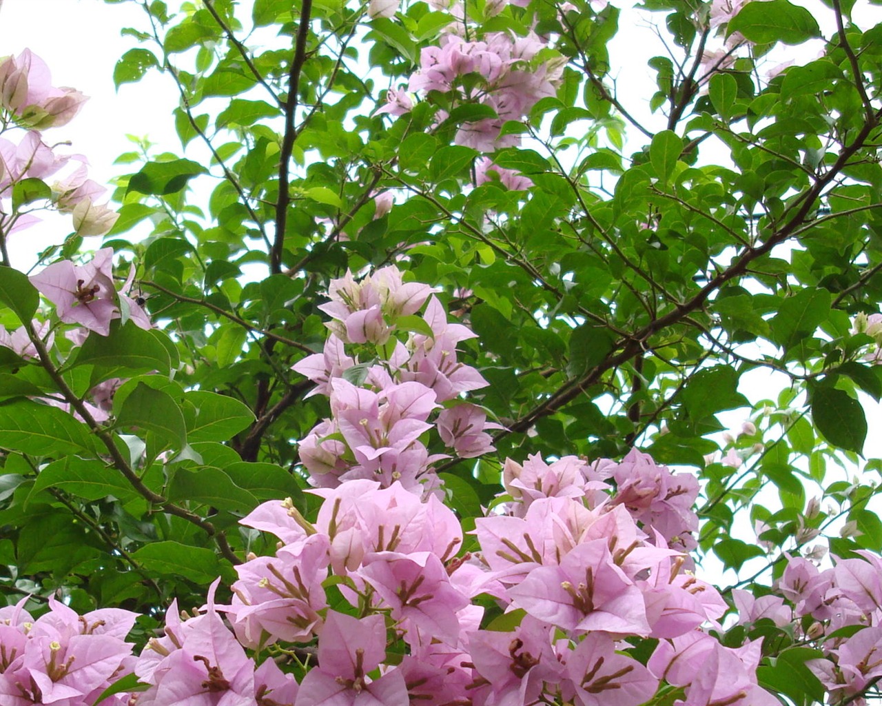 fleurs fond d'écran Widescreen close-up (19) #17 - 1280x1024