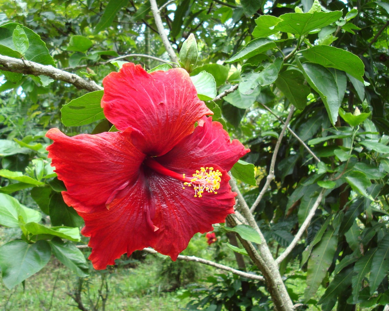 fondos de escritorio de flores con pantalla ancha de cerca (20) #4 - 1280x1024