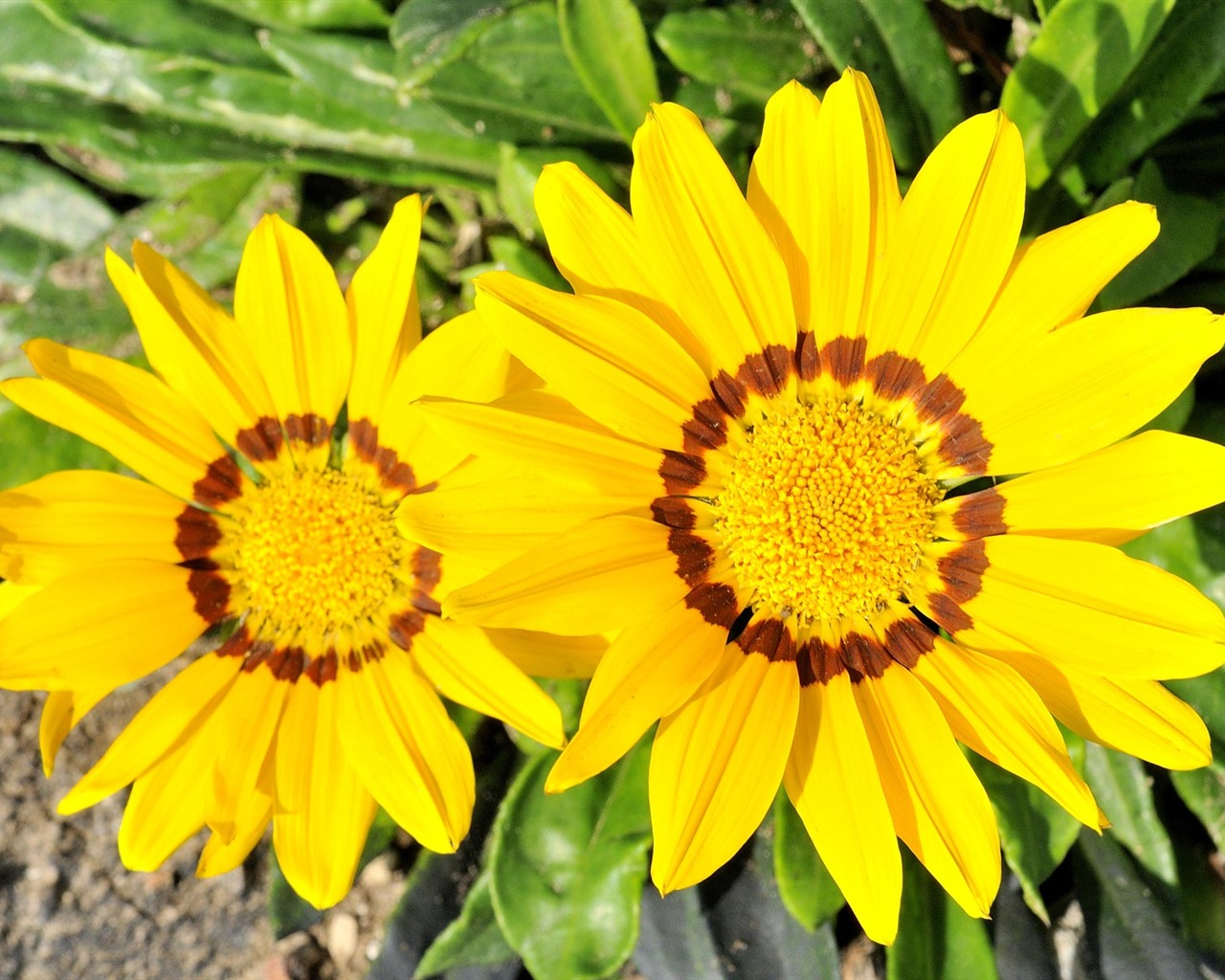 寬屏鮮花特寫 壁紙(21) #4 - 1280x1024