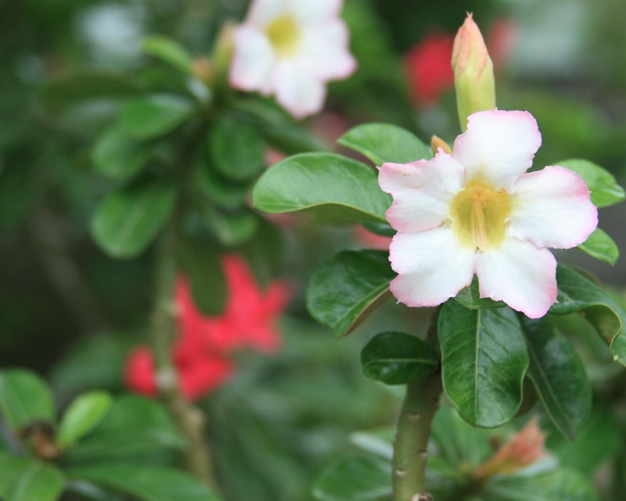 寬屏鮮花特寫 壁紙(21) #5 - 1280x1024