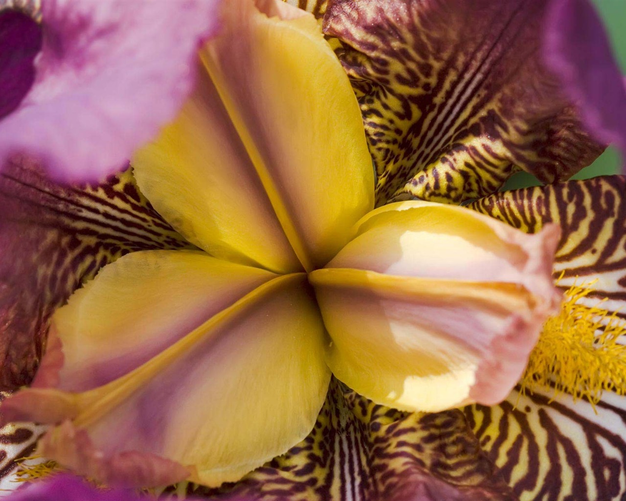 fleurs fond d'écran Widescreen close-up (21) #9 - 1280x1024