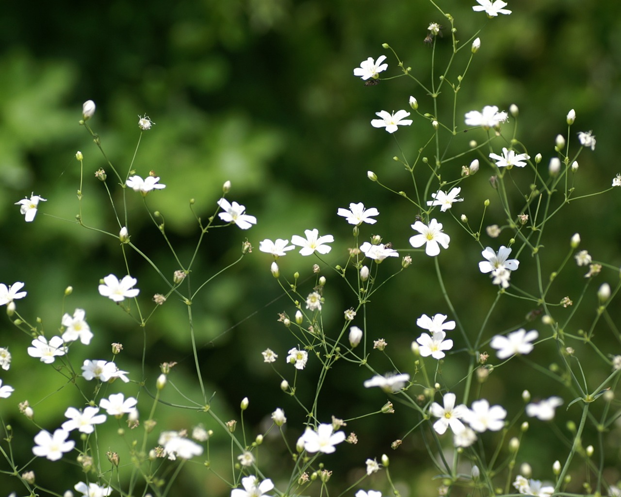 Widescreen wallpaper flowers close-up (21) #13 - 1280x1024