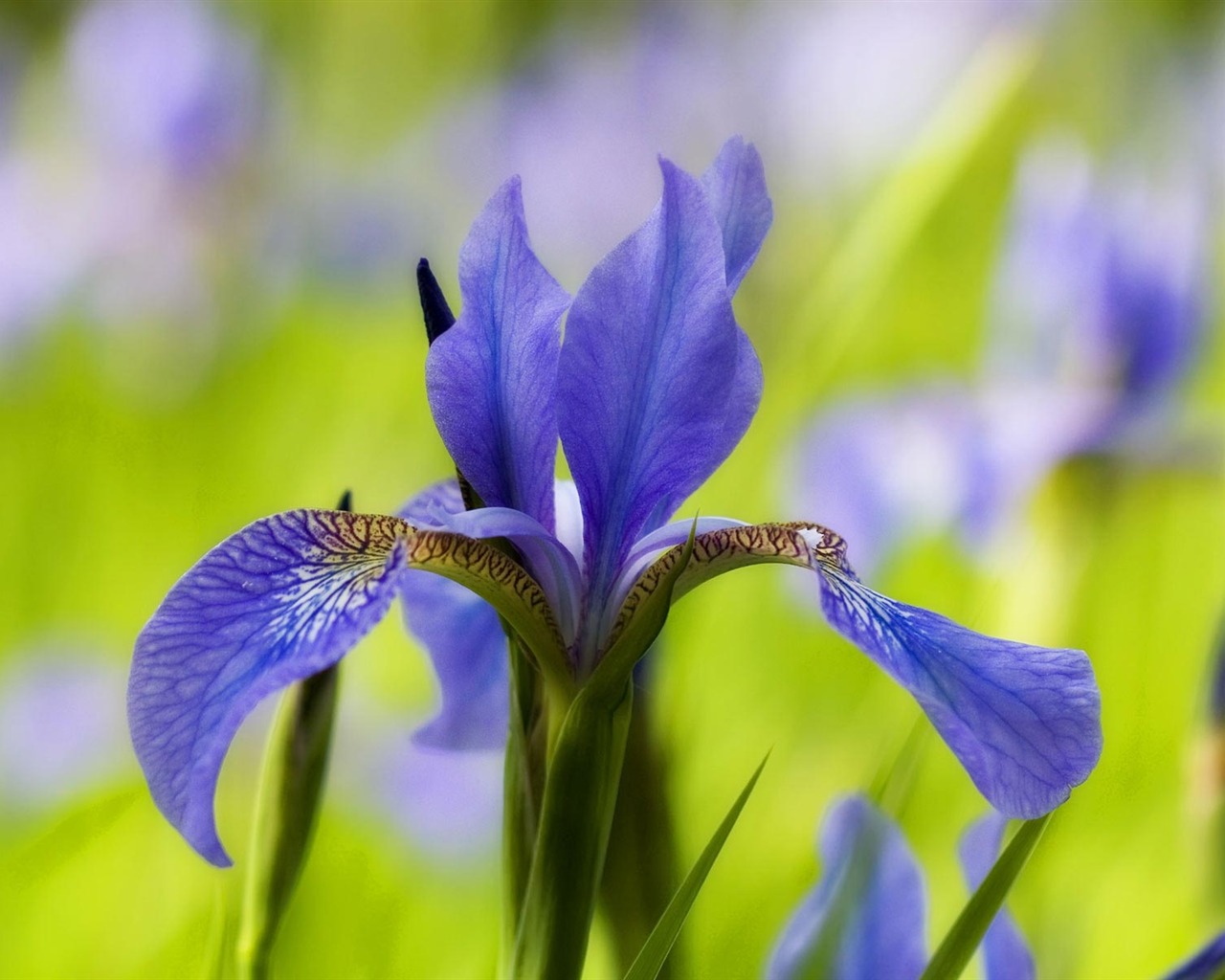 Widescreen wallpaper flowers close-up (21) #15 - 1280x1024